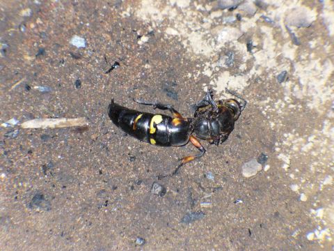 1991 Ford Probe - A dead wasp lies on the ground, its black and yellow markings visible.