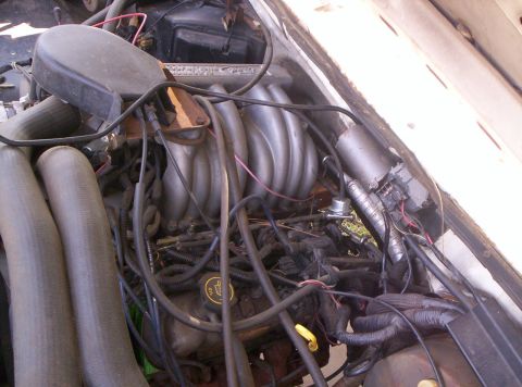1995 Ford Bronco - Top-down look at a Ford EFI V8 in a white truck's engine bay, showing the tubular cast intake manifold runners, throttle body ducting, yell…
