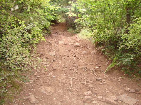 1996 Ford Bronco - A rough, rocky dirt path winds through a dense forest with green foliage on either side.