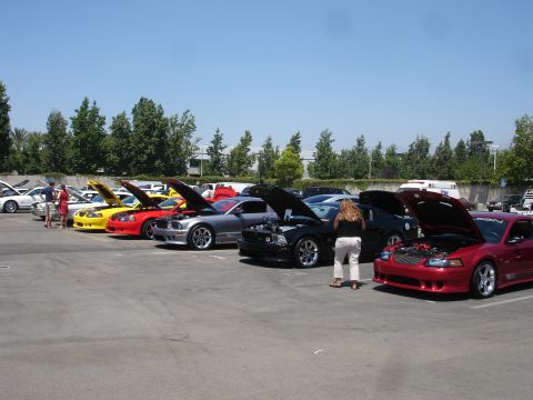 1993 Ford Taurus - Multiple Ford Mustangs are displayed with their hoods open at an outdoor car show.