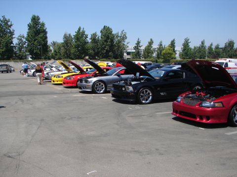 1992 Ford Taurus - A row of Ford Mustangs are parked with their hoods up at an outdoor event, likely a car show.