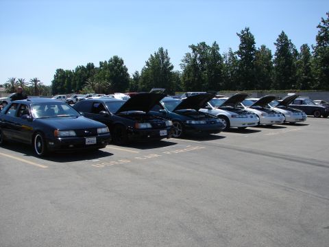 1992 Ford Taurus - Several Ford Tauruses are parked in a lot with their hoods open, suggesting a car show or meet.