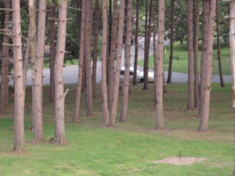1992 Ford Crown Victoria - A silver sedan is visible on a road, surrounded by tall pine trees.