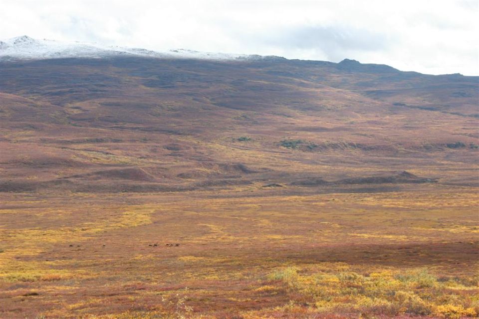 Herd of animals in a vast, autumnal landscape with snow-capped mountains in the background
