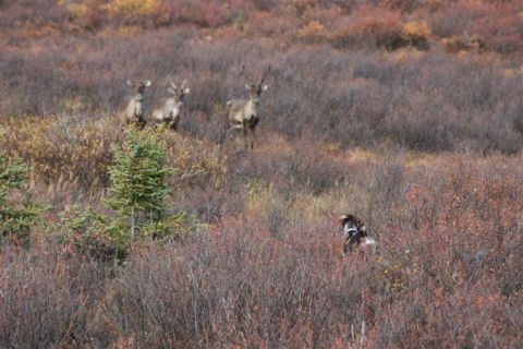 1978 Ford Bronco - Reindeer and a dog are seen in a natural landscape during autumn.