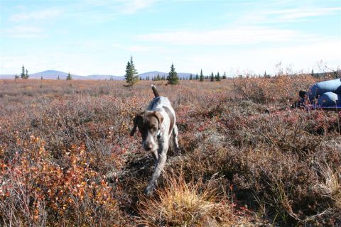 1978 Ford Bronco - A dog walks through a field of low-lying brush under a clear blue sky.