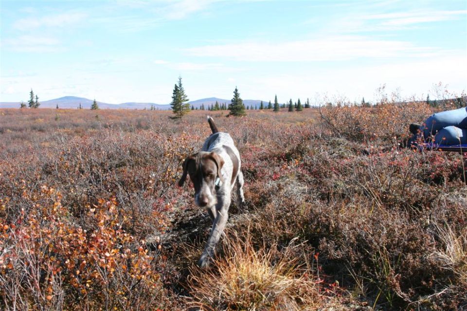 Dog walking through brushy field with trees and mountains in background