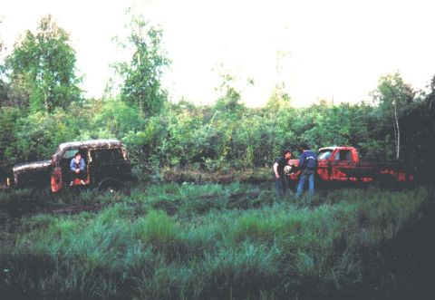 1978 Ford Bronco - Two old trucks are parked in a field with dense vegetation surrounding them.