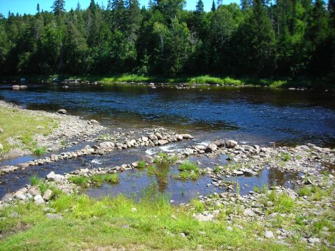 1984 Ford Bronco - A wide river flows past a rocky shore, with a dense forest lining the opposite bank under a clear sky.