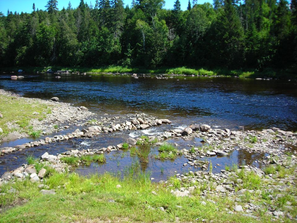 River flowing through a rocky area with trees in the background