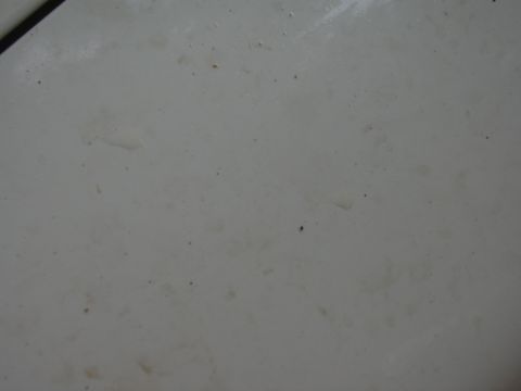 1997 Ford Crown Victoria - Close-up of a dirty car hood, showing surface imperfections and specks.