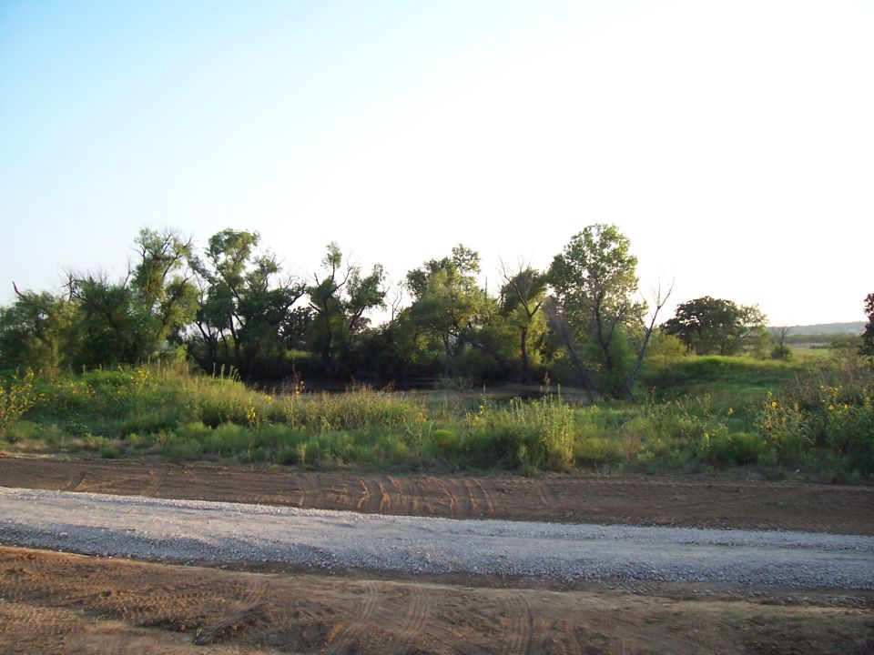 Rural landscape with trees, tall grass, and a dirt road in the foreground under a clear sky