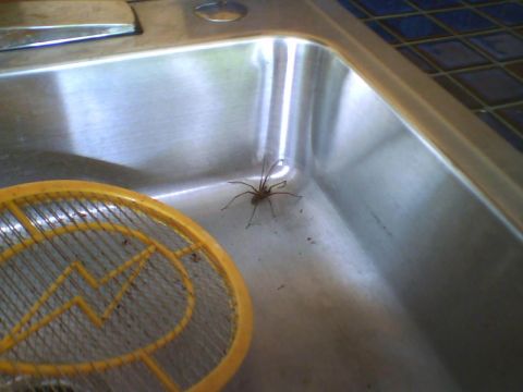 1993 Ford Bronco - A spider is in a sink with a yellow bug zapper nearby.
