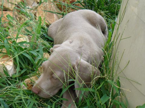 1995 Ford Thunderbird - Young Weimaraner puppy takes a nap outdoors in the grass. Watermark indicates origin.