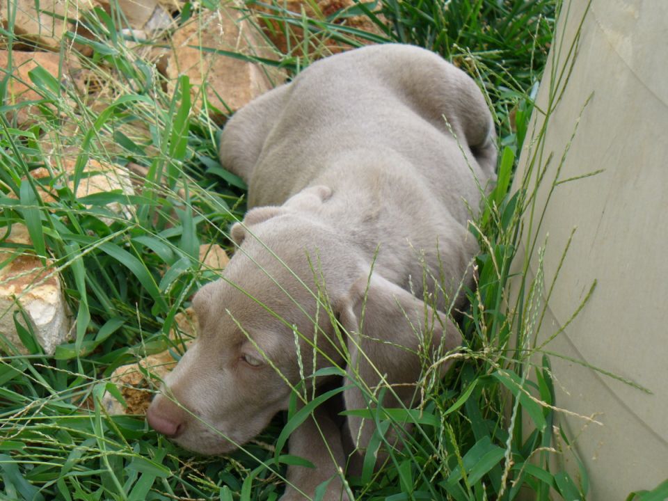 Weimaraner puppy resting in tall green grass near some rocks and a light-colored structure. Watermark reads SUPERMOTORS