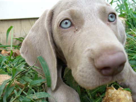 1995 Ford Thunderbird - A close-up of a young Weimaraner puppy's face, showing its distinctive blue eyes and pink nose.