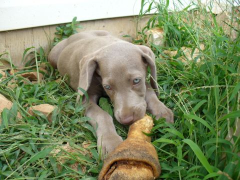 1995 Ford Thunderbird - A young Weimaraner puppy with blue eyes chews on a large bone while lying in the grass.