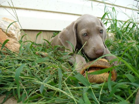 1995 Ford Thunderbird - A young Weimaraner puppy with striking blue eyes rests in the grass, chewing on a toy.