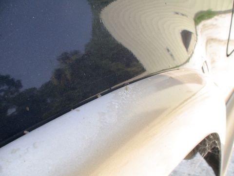 1993 Ford C-350 (Centurion Conversions) - Detail of a vehicle's hood and fender, showing reflections of the surroundings.