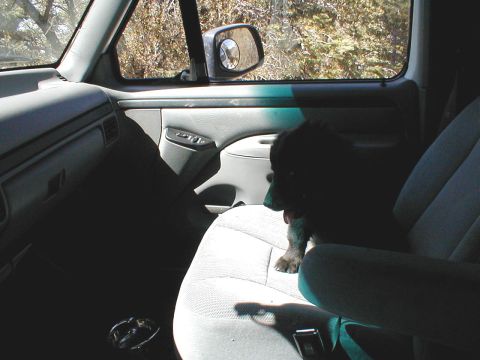 1996 Ford Bronco - A young dog sits in the passenger seat of a vehicle, observing the scenery outside.