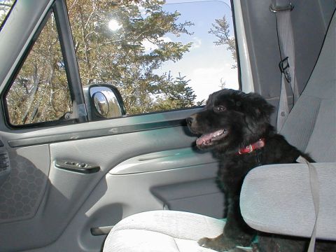 1996 Ford Bronco - Dog enjoys the view from inside a vehicle during a sunny day trip.
