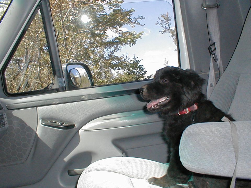 Black dog with red collar sits in passenger seat of a vehicle, looking out the open window at trees and sky