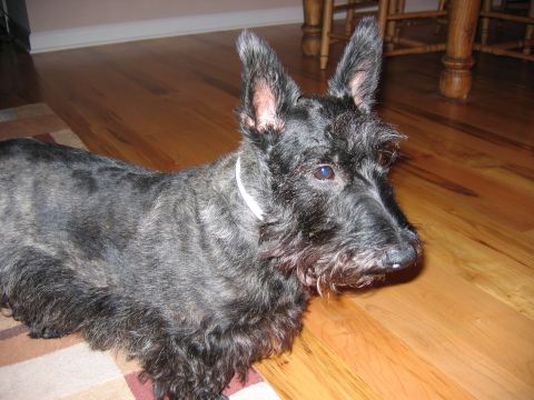 1985 Ford LTD Crown Victoria - A Scottish terrier rests on a rug in a room with hardwood floors.