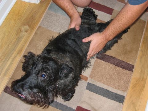 1985 Ford LTD Crown Victoria - A black dog is being petted by two people on a patterned rug.