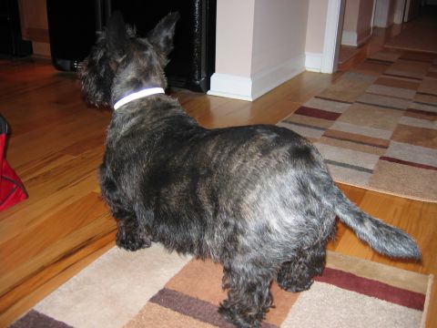 1985 Ford LTD Crown Victoria - A Scottish Terrier stands on a rug in a hallway, facing away from the camera.