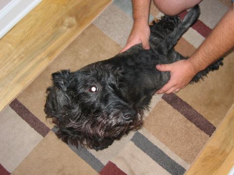 1985 Ford LTD Crown Victoria - A black dog is being petted by two people while lying on a patterned rug.