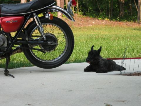 1985 Ford LTD Crown Victoria - A black Scottish Terrier rests on a patio next to a red motorcycle.