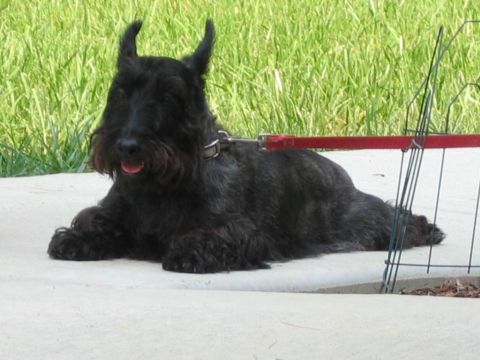 1985 Ford LTD Crown Victoria - A black Scottish Terrier rests on a paved surface, with a red leash attached.