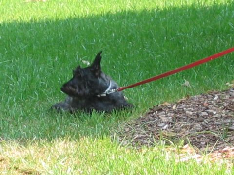 1985 Ford LTD Crown Victoria - A black Scottish Terrier rests on a lawn, its red leash extending out of frame.