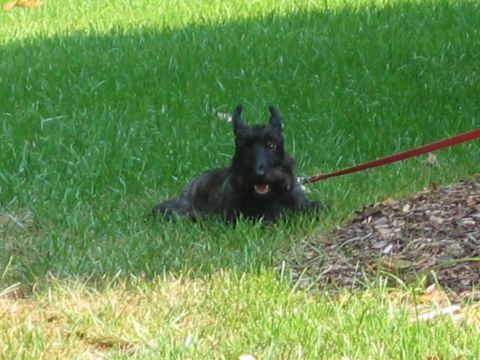 1985 Ford LTD Crown Victoria - A black Scottish Terrier rests on a grassy lawn, attached to a red leash.
