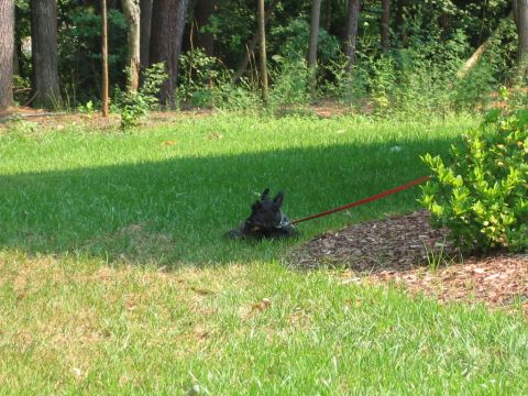 1985 Ford LTD Crown Victoria - A Scottish Terrier rests on a leash in a sunlit grassy area, with trees and bushes visible.