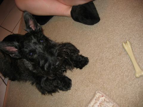 1985 Ford LTD Crown Victoria - A black Scottish Terrier dog rests on a carpeted floor with a bone-shaped toy nearby.