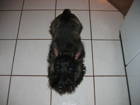 1985 Ford LTD Crown Victoria - A black dog with bright blue eyes is lying on a tiled floor.