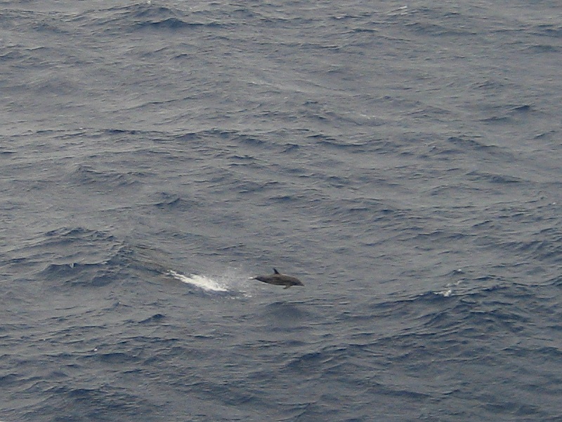 Dolphin in Flight