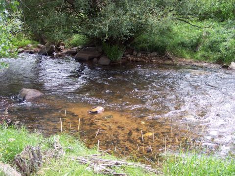 1972 Ford Ranchero - A clear river flows over a rocky bed, with green grass and trees lining the bank.
