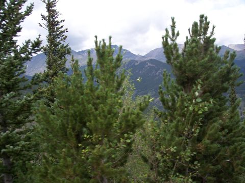 1972 Ford Ranchero - A view of mountains and pine trees on a cloudy day.