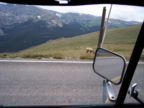 1972 Ford Ranchero - A herd of elk are seen grazing on a mountain meadow, viewed from inside a vehicle.