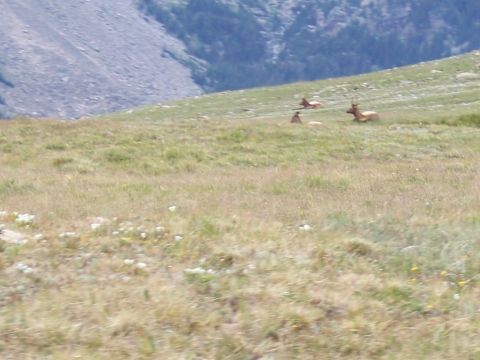 1972 Ford Ranchero - A herd of elk rests on a grassy mountainside under a clear sky.