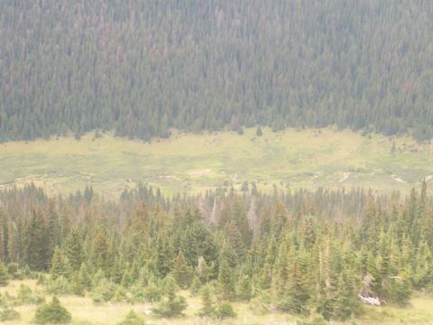 1972 Ford Ranchero - A vast expanse of evergreen forest stretches across rolling hills, with a winding stream visible in the distant meadow.