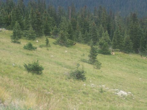 1972 Ford Ranchero - A herd of elk are seen in a mountain meadow surrounded by pine trees.