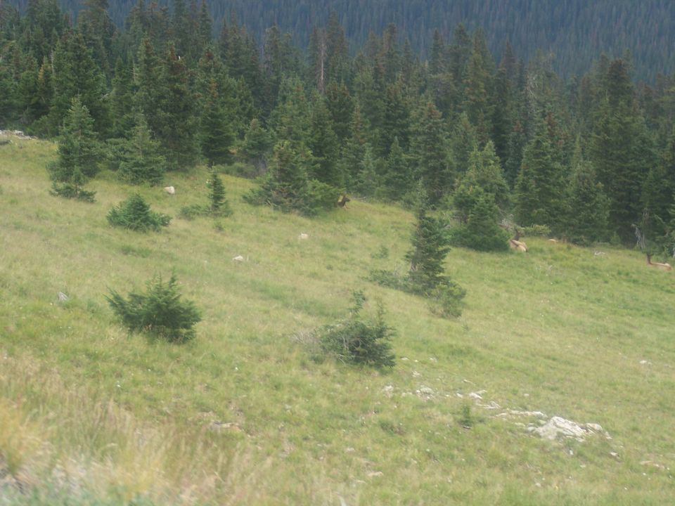Grassy mountain meadow with pine trees and possible elk, no vehicle visible