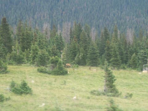 1972 Ford Ranchero - A few elk are visible in a meadow surrounded by dense pine forest.
