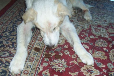 1994 Ford F-150 - A dog is on a rug with several treats scattered around its face.