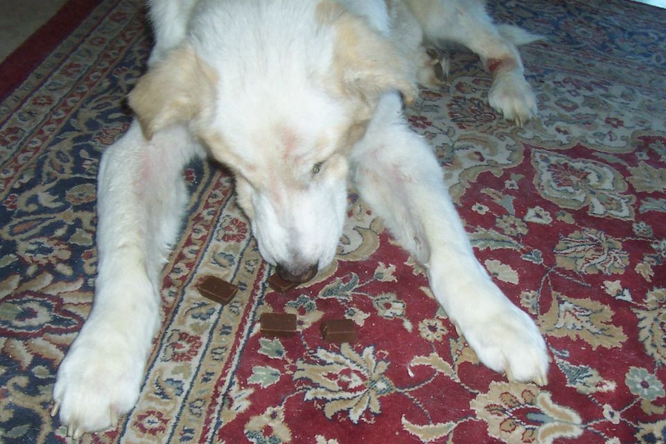 Dog lying on a rug, eating small brown treats