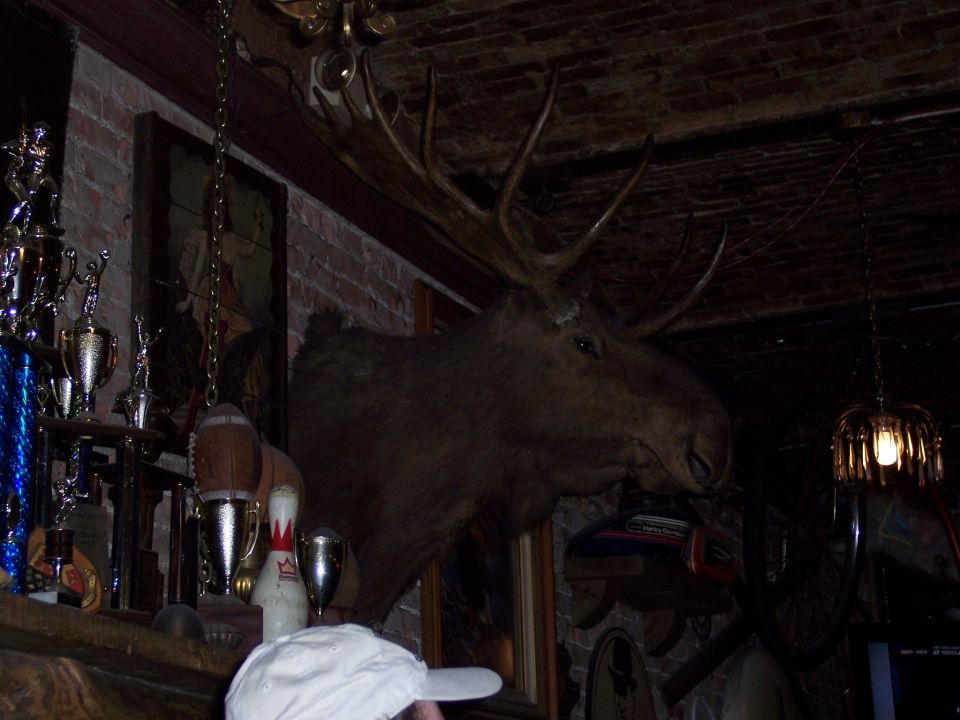 Taxidermied moose head mounted on brick wall, trophies and bowling pins on shelf below