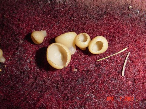 1989 Ford Bronco - Ever notice the mushrooms that grow in a truck are strange?